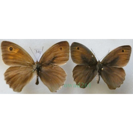 Maniola jurtina (Linnaeus, 1758) pair Przestrojnik jurtina Slovakia34j